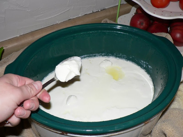 Crock Pot Yogurt - how to make yogurt in the crock pot! Teal crockpot full of yogurt with a hand spooning some out.